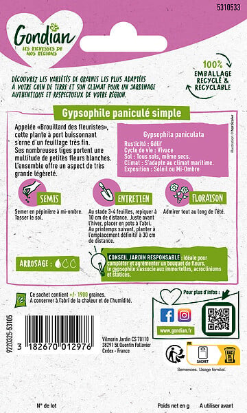 GONDIAN - Gypsophile Paniculé Simple Gondian - large