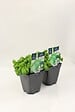 FLEURON - Basilic grand vert pot 1l pac - vignette