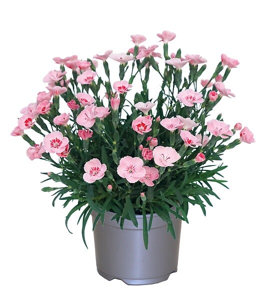 FLEURON - Oeillets Peach Party - large
