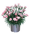 FLEURON - Oeillets Peach Party - vignette