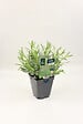 FLEURON - Lavande Condimentaire PAC Pot 1Litre - vignette