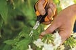 FISKARS - Ciseaux à fleurs de précision Solid SP15 Ø10mm Poignées loupe Microtip - vignette