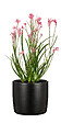 SCHEURICH - Cache-pot Ebano 24cm - Scheurich - vignette