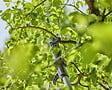 GARDENA - Coupe-branches HighCut 250/18V P4A sur batterie - Coupe à˜ 28 mm - L. 2557 mm - vignette