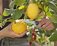 GARDENA - Sécateurs VeggieCut - vignette