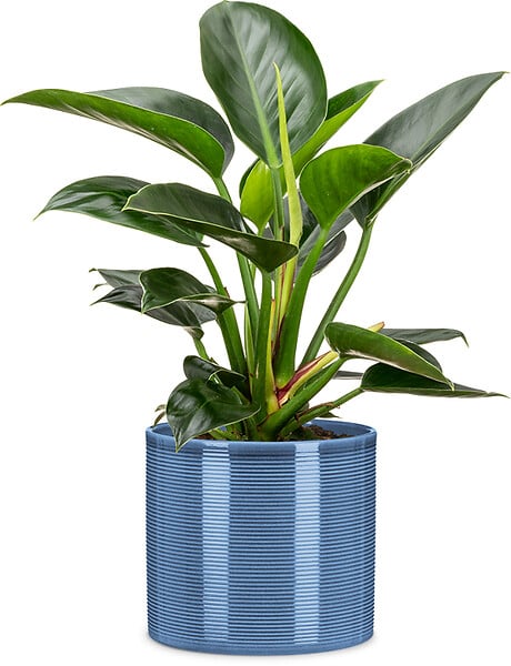 SCHEURICH - Cache pot Blue Jeans 14cm - large