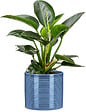 SCHEURICH - Cache pot Blue Jeans 14cm - vignette