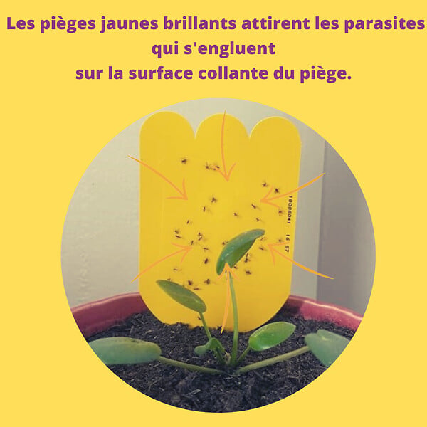 ACTO - Piege a mouches - moucherons des plantes en pot - large
