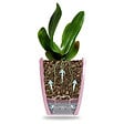 GT GARDEN - Lot de 3 pots pour orchidées avec réserve d'eau - Orchidea blanc 2 litres - vignette