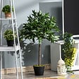 OUTSUNNY - Lauriers artificiels 0,90H m - lot de 2 lauriers boules artificiels - 564 feuilles réalistes par pied - pot inclus noir vert - vignette