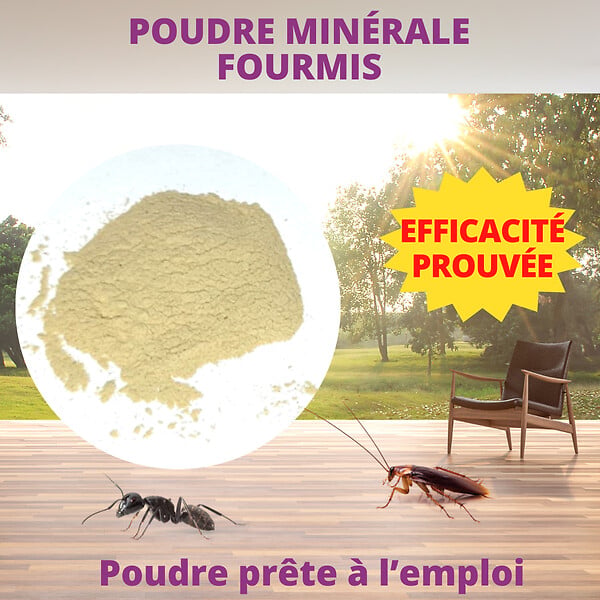 ACTO - Poudre de chabasite fourmis - large