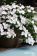 SCPS - Hydrangea macrophylla runaway bride  snow white c 6 primeur - vignette