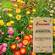 ASSOCIATION KOKOPELLI - Immortelle à Bractée Monstruosum Tall Mix- Graines bio à semer - vignette
