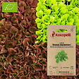 ASSOCIATION KOKOPELLI - Laitue Blonde Maraichère- Graines bio à semer - vignette