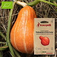ASSOCIATION KOKOPELLI - Courge Maxima Potimarron à Gros Fruits- Graines bio à semer - vignette