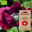 ASSOCIATION KOKOPELLI - Pavot Cherry Glow- Graines bio à semer - vignette
