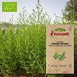 ASSOCIATION KOKOPELLI - Artemisia Armoise annuelle- Graines bio à semer - vignette