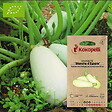 ASSOCIATION KOKOPELLI - Courgette Blanche d'Égypte- Graines bio à semer - vignette