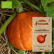 ASSOCIATION KOKOPELLI - Courge Maxima Potimarron Red Kuri- Graines bio à semer - vignette