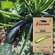 ASSOCIATION KOKOPELLI - Courgette Zuboda- Graines bio à semer - vignette