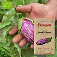 ASSOCIATION KOKOPELLI - Aubergine Listada Da Gandia- Graines bio à semer - vignette