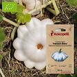 ASSOCIATION KOKOPELLI - Courge Pepo Patisson Blanc- Graines bio à semer - vignette
