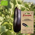 ASSOCIATION KOKOPELLI - Aubergine Syrian Stuffing- Graines bio à semer - vignette