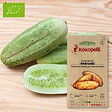ASSOCIATION KOKOPELLI - Concombre Ambrosita- Graines bio à semer - vignette