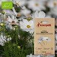 ASSOCIATION KOKOPELLI - Cosmos Blanc Pur- Graines bio à semer - vignette