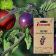 ASSOCIATION KOKOPELLI - Tomate-Cerise Blue Pitts- Graines bio à semer - vignette