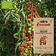 ASSOCIATION KOKOPELLI - Tomate-Cerise Peacevine- Graines bio à semer - vignette