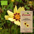 ASSOCIATION KOKOPELLI - Coreopsis Coréopsis des teinturiers- Graines bio à semer - vignette