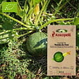 ASSOCIATION KOKOPELLI - Courgette Ronde de Nice- Graines bio à semer - vignette