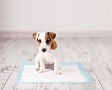 ZOLUX - Tapis educateur pour chiot - vignette