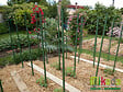 MIKADO - Tuteur Plastique 150cm Vert Jardin - vignette