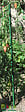 MIKADO - Tuteur Plastique 150cm Vert Jardin - vignette