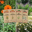 ASSOCIATION KOKOPELLI - Plantes à tisanes - 4 sachets de graines bio à semer - vignette