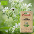 ASSOCIATION KOKOPELLI - Bourrache À Fleurs Blanches- Graines bio à semer - vignette