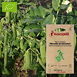 ASSOCIATION KOKOPELLI - Pois Merveille de Kelvedon- Graines bio à semer - vignette