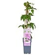 LA GREEN TOUCH - Clematite Hagley Hybrid - ↨65cm - Ø15 - plante d'extérieur fleurie grimpante - vignette
