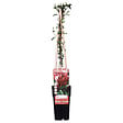 LA GREEN TOUCH - Chèvrefeuille du japon 'Red World' - ↨65cm - Ø15 plante d'extérieur - vignette