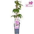 LA GREEN TOUCH - Clematite Hagley Hybrid - ↨65cm - Ø15 - plante d'extérieur fleurie grimpante - vignette