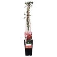 LA GREEN TOUCH - Chèvrefeuille du japon 'Red World' - ↨65cm - Ø15 plante d'extérieur - vignette
