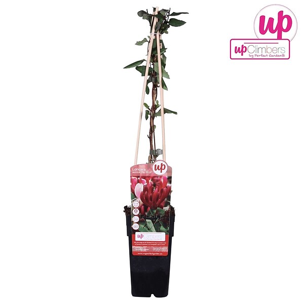 LA GREEN TOUCH - Chèvrefeuille du japon 'Red World' - ↨65cm - Ø15 plante d'extérieur - large