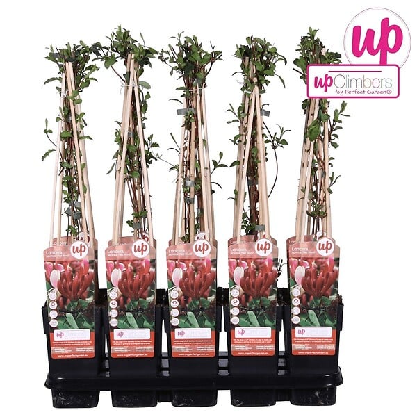 LA GREEN TOUCH - Chèvrefeuille du japon 'Red World' - ↨65cm - Ø15 plante d'extérieur - large