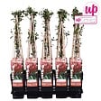 LA GREEN TOUCH - Chèvrefeuille du japon 'Red World' - ↨65cm - Ø15 plante d'extérieur - vignette