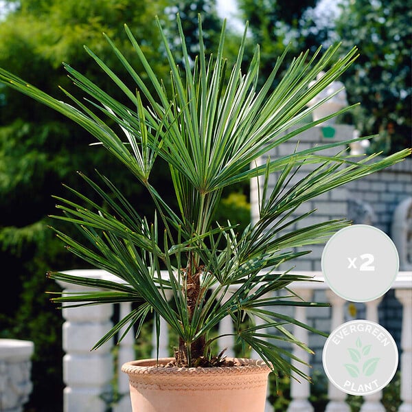 BLOOMIQUE - Lot de 2 - Washingtonia Robusta - Palmier éventail mexicain - H. 60-80 cm - P. 17 cm - large