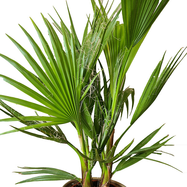 BLOOMIQUE - Lot de 2 - Washingtonia Robusta - Palmier éventail mexicain - H. 60-80 cm - P. 17 cm - large