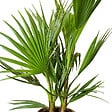 BLOOMIQUE - Lot de 2 - Washingtonia Robusta - Palmier éventail mexicain - H. 60-80 cm - P. 17 cm - vignette