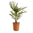 BLOOMIQUE - Trachycarpus Fortunei - Palmier chanvre - Palmier rustique - H. 60-80 cm - P. 21 cm - vignette